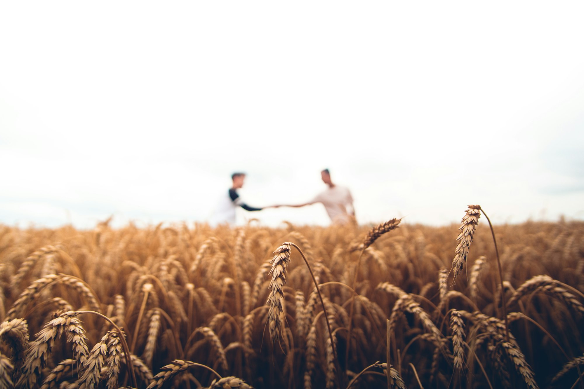 Agricultural land representing agriculture insurance Agricultural land representing agriculture insurance
